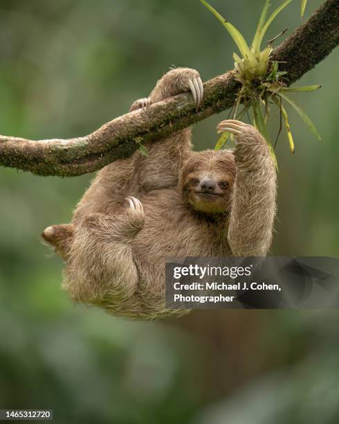 three-toed sloth portrait - three toed sloth fotografías e imágenes de stock