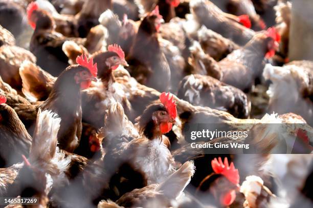 chickens in the coop. - avian flu virus stockfoto's en -beelden