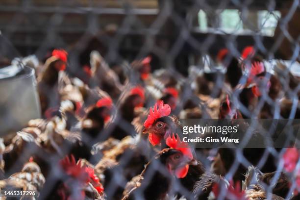 pollos en el gallinero. - bird flu fotografías e imágenes de stock