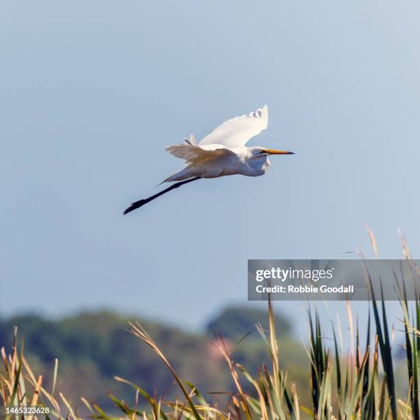 great egret (ardea alba) in flight - heron stock pictures, royalty-free photos & images