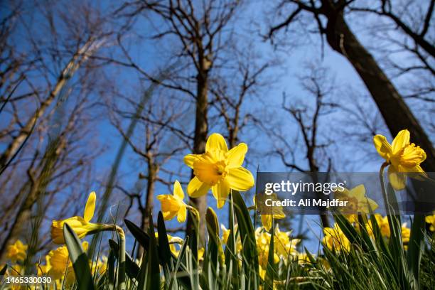 daffodils in nature - daffodil field stock pictures, royalty-free photos & images