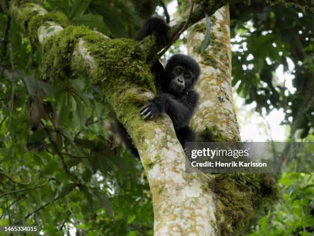 baby eastern mountain gorrilla (gorilla beringei beringei) in uganda forest - bwindi national park stock pictures, royalty-free photos & images