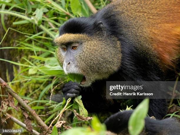 golden monkey (cercopithecus kandti) in mgahinga gorilla national park - mono de hoja fotografías e imágenes de stock