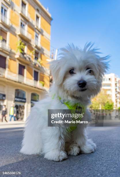 little white puppy in the street - toy dog fotografías e imágenes de stock