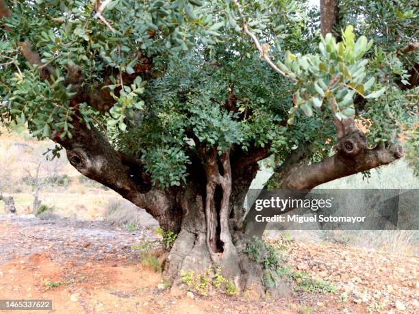 256 Carob Trees Stock Photos, High-Res Pictures, and Images - Getty Images