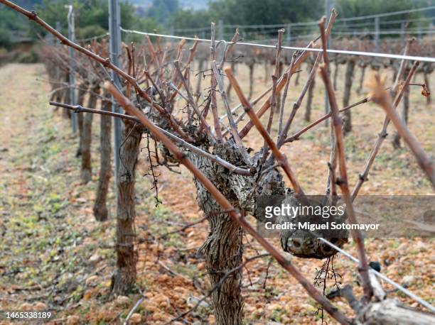 vineyard - winery landscape stock pictures, royalty-free photos & images