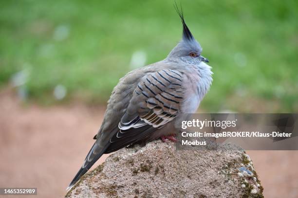 crested pigeon (ocyphaps lophotes) on a stone, germany - ocyphaps lophotes stock pictures, royalty-free photos & images
