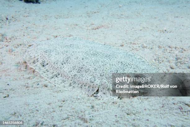 well camouflaged finless sole (pardachirus marmoratus) in the sand. dive site shaab el erg, hurghada, egypt, red sea - moses sole stock pictures, royalty-free photos & images