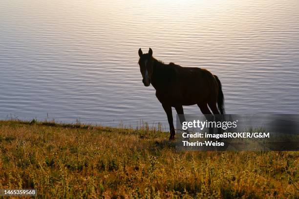 horses grazing on the lakeshore of song kol lake in early morning, naryn province, kyrgyzstan - horse digestive system stock illustrations