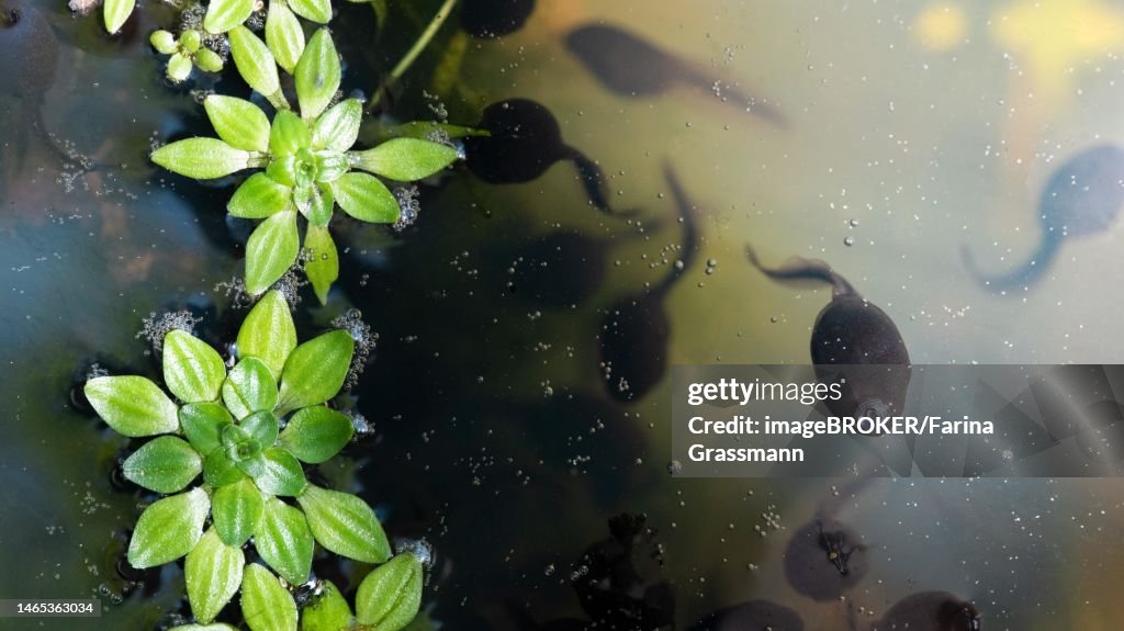 Common toad (Bufo bufo), tadpoles in the protection of aquatic vegetation, North Rhine-Westphalia, Germany