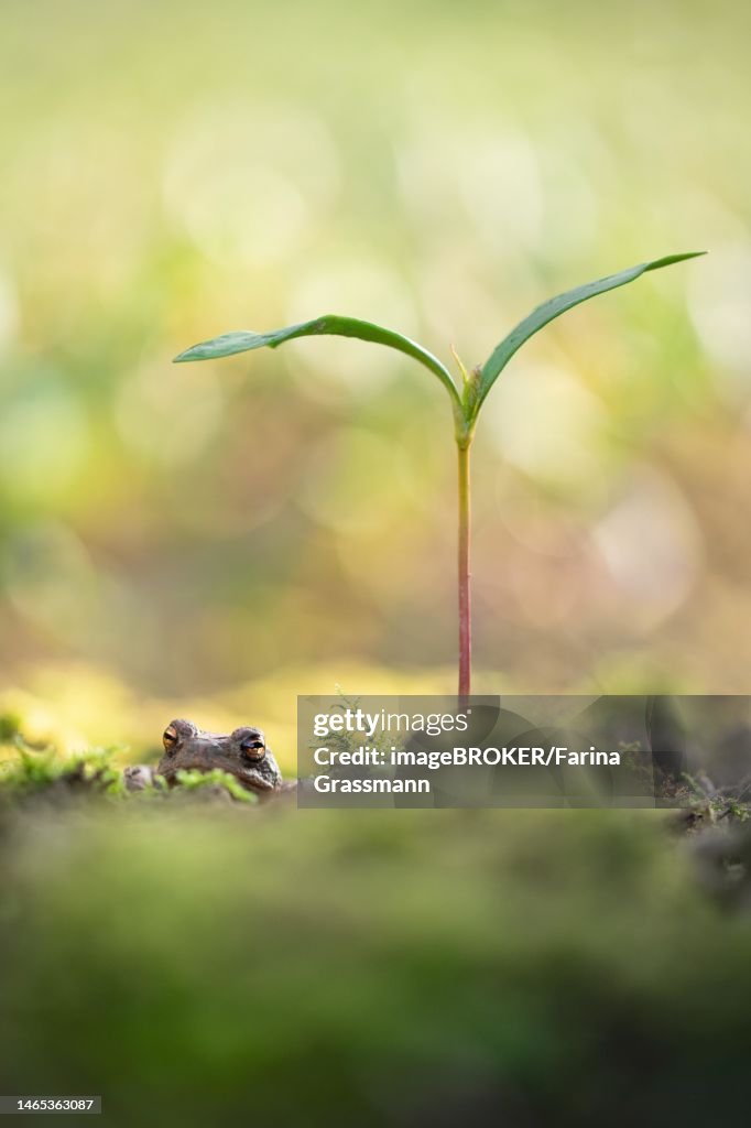 Common toad (Bufo bufo), well hidden in moss next to a tree seedling, North Rhine-Westphalia, Germany