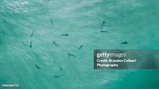 group of leopard sharks swimming in the shallows - shark top view stock pictures, royalty-free photos & images