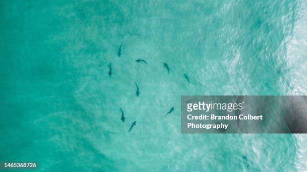 group of leopard sharks swimming in a circle - tiger shark imagens e fotografias de stock