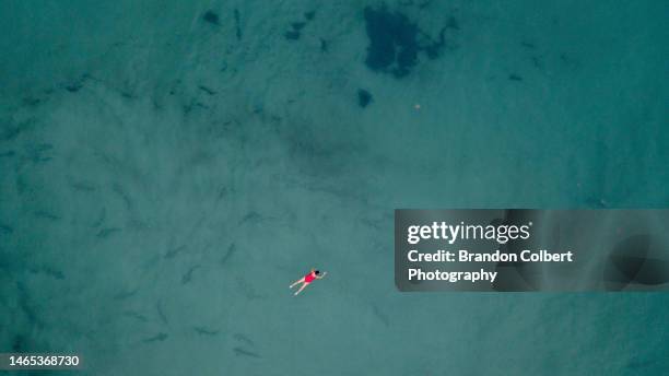group of leopard sharks swimming in the shallows around a human - leopard shark stock pictures, royalty-free photos & images