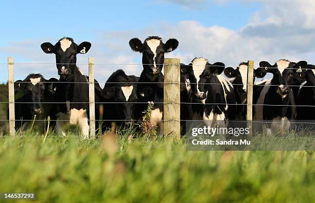 Herd of cows are seen through the lush green grass at a dairy farm on April 18, 2012 in Morrinsville, New Zealand. Raw milk sales are growing as more...