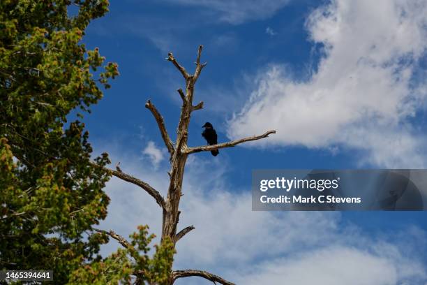 raven on a tree branch - plateau ストックフォトと画像