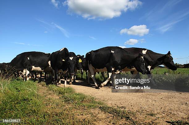 Cow Rally Cow Racing Photos and Premium High Res Pictures - Getty Images