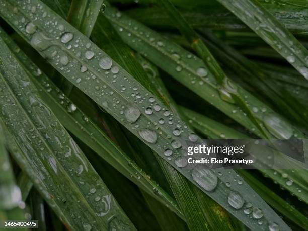 raindrops on the leaves - lemongrass stockfoto's en -beelden