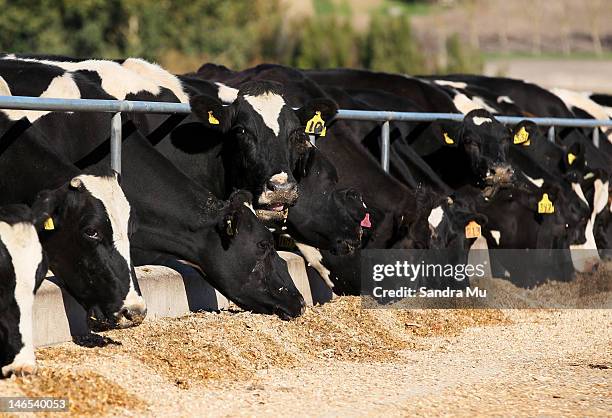 Herd of cows feed on the 'pad' after being milked at a dairy farm on April 18, 2012 in Morrinsville, New Zealand. Raw milk sales are growing as more...