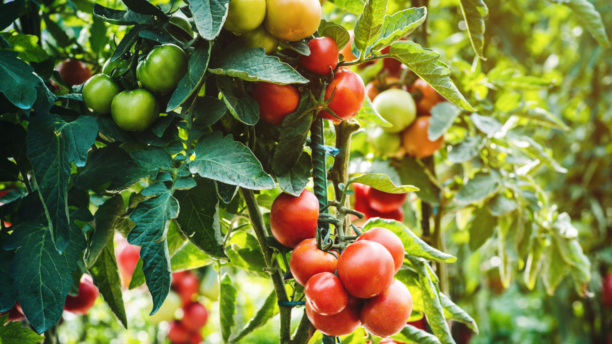Ripe tomato plant. Fresh bunch of red natural tomatoes on a branch in vegetable garden. Blurry background and copy space for your advertising text message.A bush of ripe tomatoes in the garden. Ripe tomato plant. Fresh bunch of red natural tomatoes on a branch in vegetable garden. Blurry background and copy space for your advertising text message.A bush of ripe tomatoes in the garden.