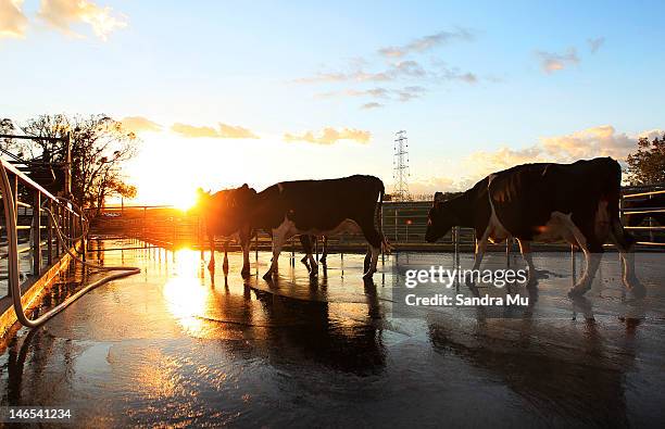 The sun rises as cows walk from the milking shed at a dairy farm on April 18, 2012 in Morrinsville, New Zealand. Raw milk sales are growing as more...