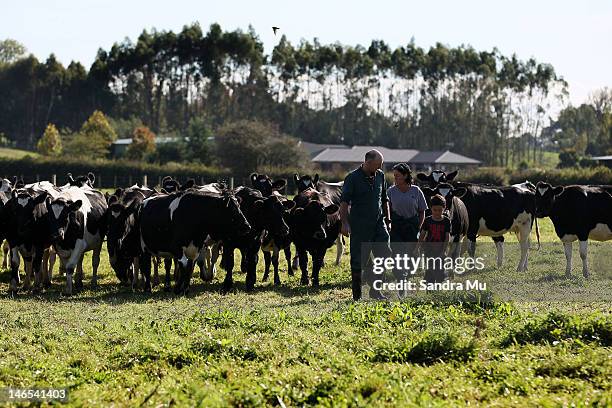 Brian and Diane Henderson move cattle at a dairy farm on April 18, 2012 in Morrinsville, New Zealand. Raw milk sales are growing as more people are...