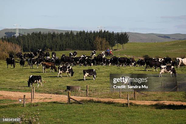 Farmer rounds up the cows for milking at a dairy farm on April 18, 2012 in Morrinsville, New Zealand. Raw milk sales are growing as more people are...