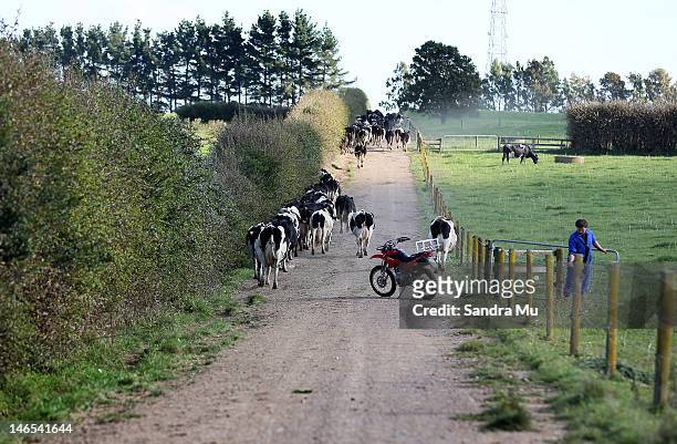 Herd of cows make their way down the race to the milking shed at a dairy farm on April 18, 2012 in Morrinsville, New Zealand. Raw milk sales are...