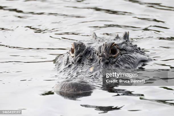 An alligator swims through the Wakodahatchee Wetlands on February 12, 2023 in Delray Beach, Florida, United States. South Florida is a popular...