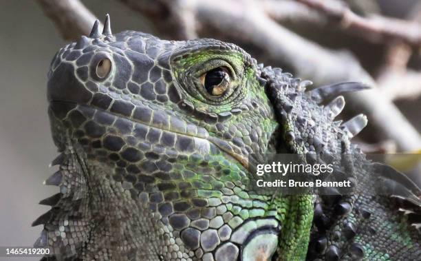 An iguana sits in a tree at the Wakodahatchee Wetlands on February 12, 2023 in Delray Beach, Florida, United States. South Florida is a popular...