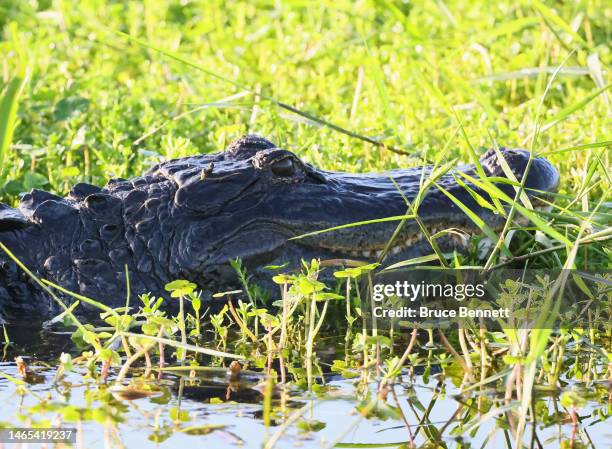 An alligator swims through the Wakodahatchee Wetlands on January 31, 2023 in Delray Beach, Florida, United States. South Florida is a popular...