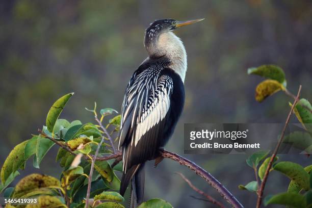 An anhinga populates the Wakodahatchee Wetlands on January 31, 2023 in Delray Beach, Florida, United States. South Florida is a popular location for...