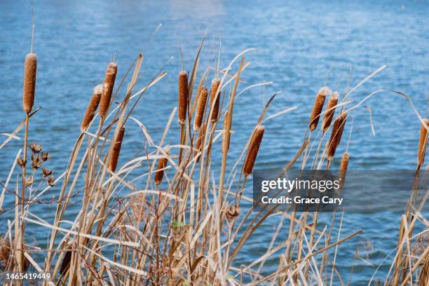 cattails at water's edge - bulrush stock pictures, royalty-free photos & images