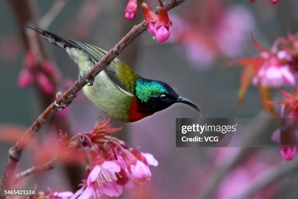 Fork-tailed sunbird sits on a branch of a cherry tree on February 12, 2023 in Guiyang, Guizhou Province of China.