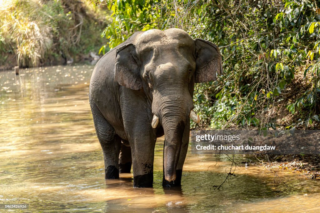 Asian Elephant