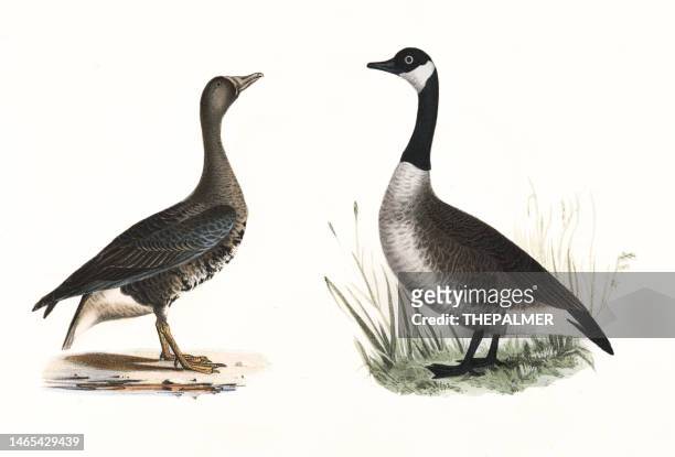 gänse- und wildganslithographie 1843 - goose stock-grafiken, -clipart, -cartoons und -symbole
