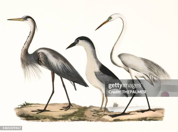 herons birds lithograph 1843 - heron stock illustrations