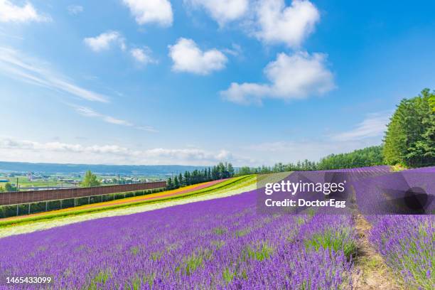 scenic colorful landscape of irodori field in summer blue sky day, furano, hokkaido, japan - hokkaido stock pictures, royalty-free photos & images