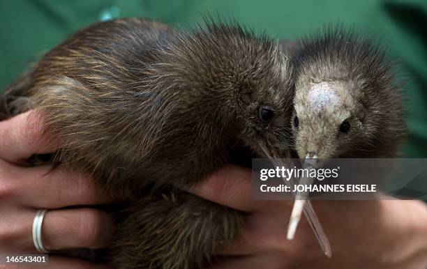 Keeper holds in his hands two Kiwi chicks at the zoo on June 19, 2012 in Berlin. Female chick Tea hatched three weeks ago, her still nameless brother...