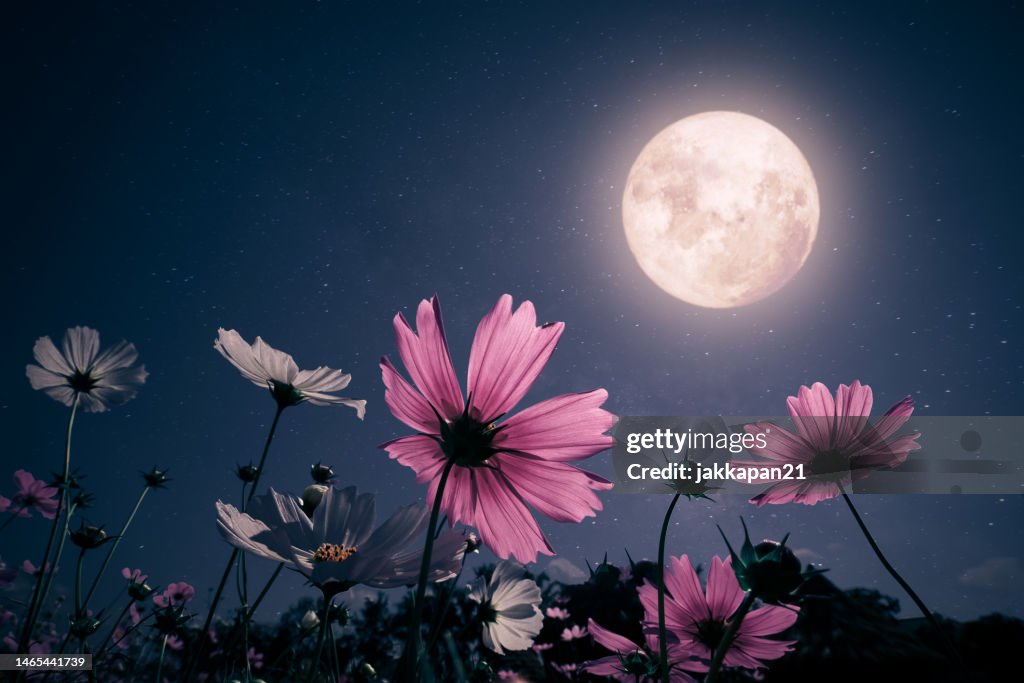 Noite romântica cena