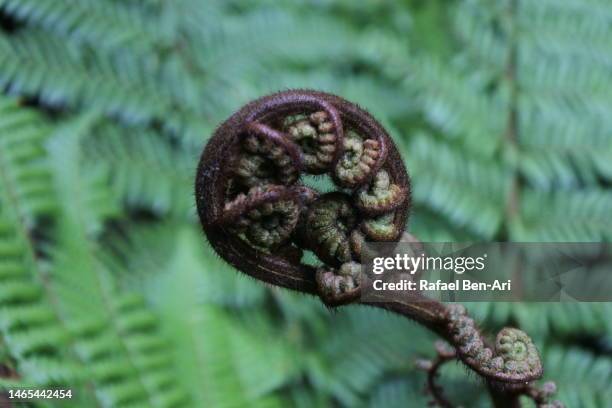 silver tree fern background - koru pattern stock pictures, royalty-free photos & images