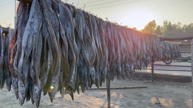 Dainfish Processing Methods 2,761 Fish Processing Plant Stock Videos, Footage, & 4K Video Clips ...