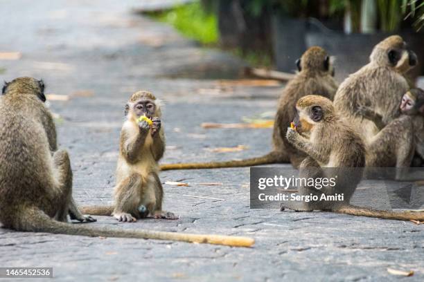 green vervet monkeys eating a fruit - monkey stock pictures, royalty-free photos & images