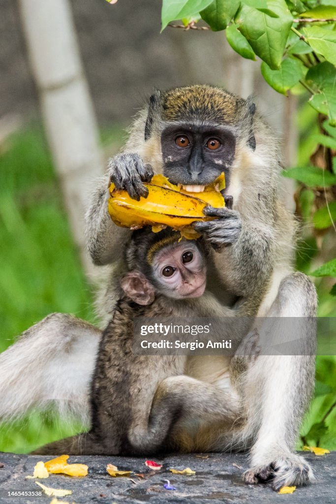 Green Vervet Monkey eating a starfruit while holding a baby