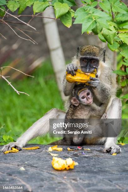 green vervet monkey eating a starfruit while holding a baby - animal joven fotografías e imágenes de stock