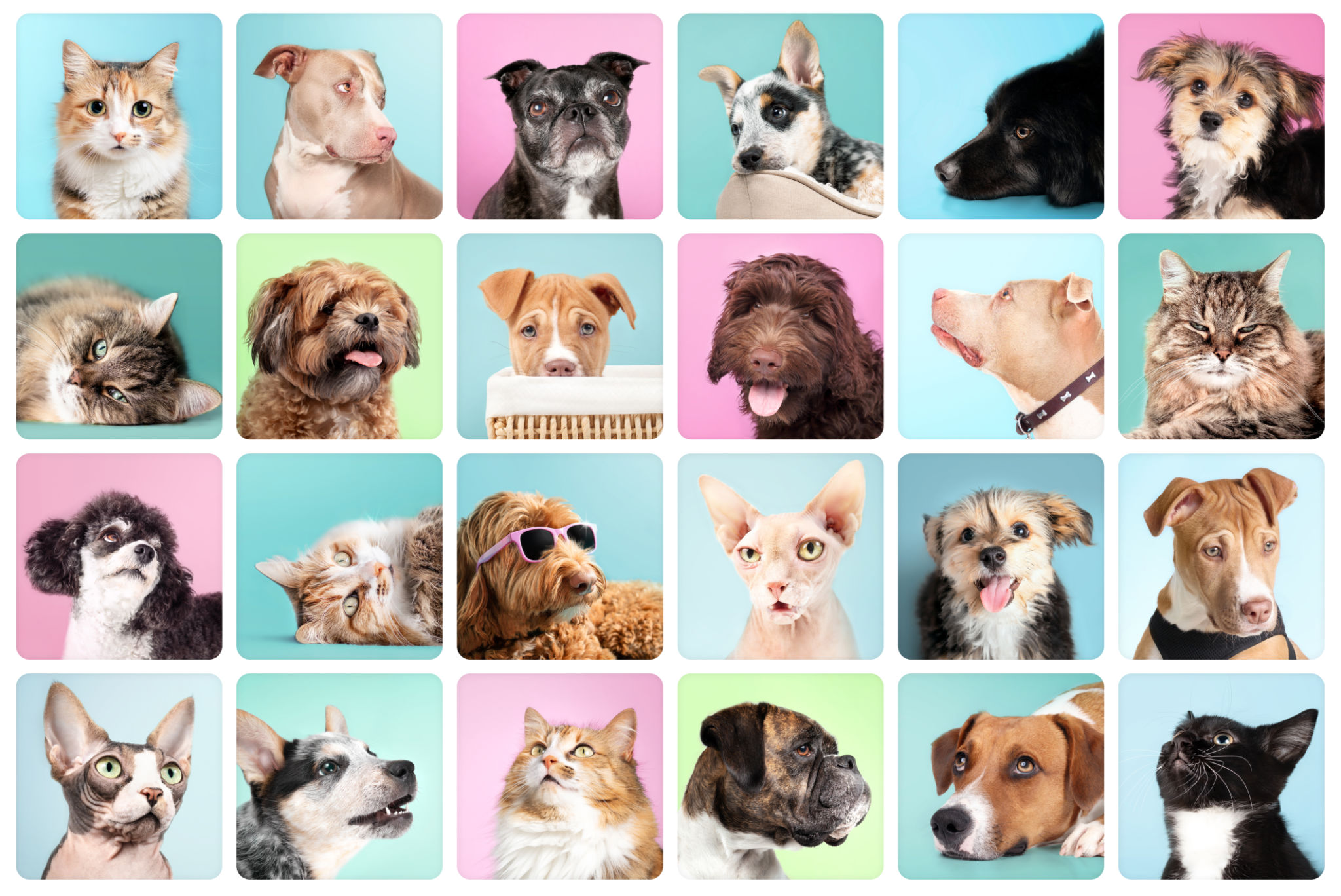 family pets portrait