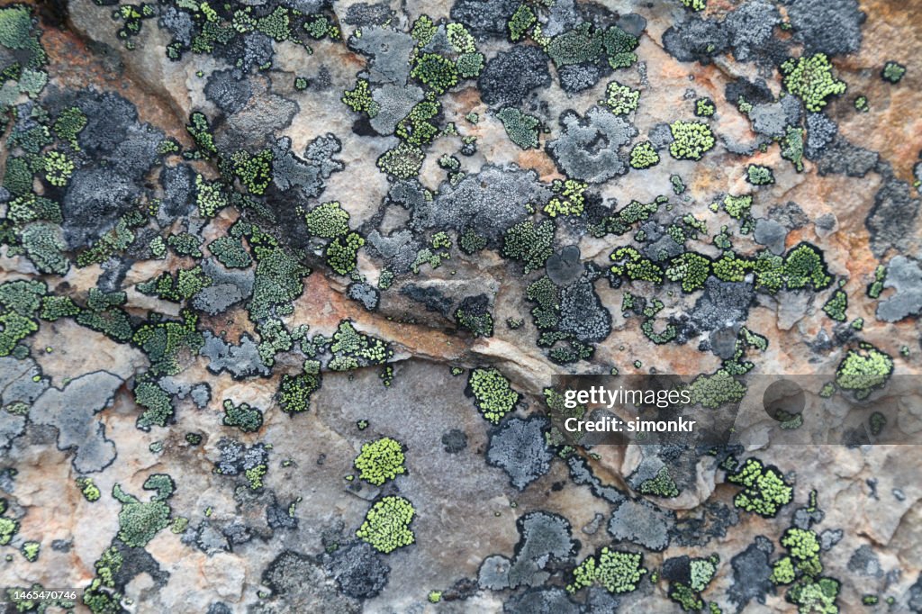 Close-up of vegetation