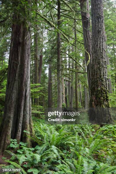 douglas fir trees in forest - douglas fir stock pictures, royalty-free photos & images