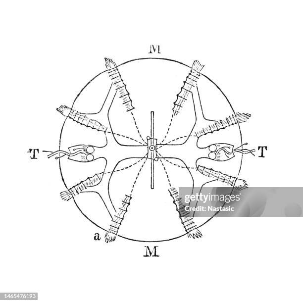 two-rayed comb jellyfish, from above - scuba diver point of view stock illustrations