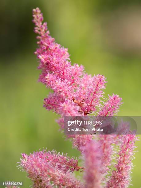 close-up of a fluffy pink astilbe inflorescence against green blurred background - astilbe stock pictures, royalty-free photos & images